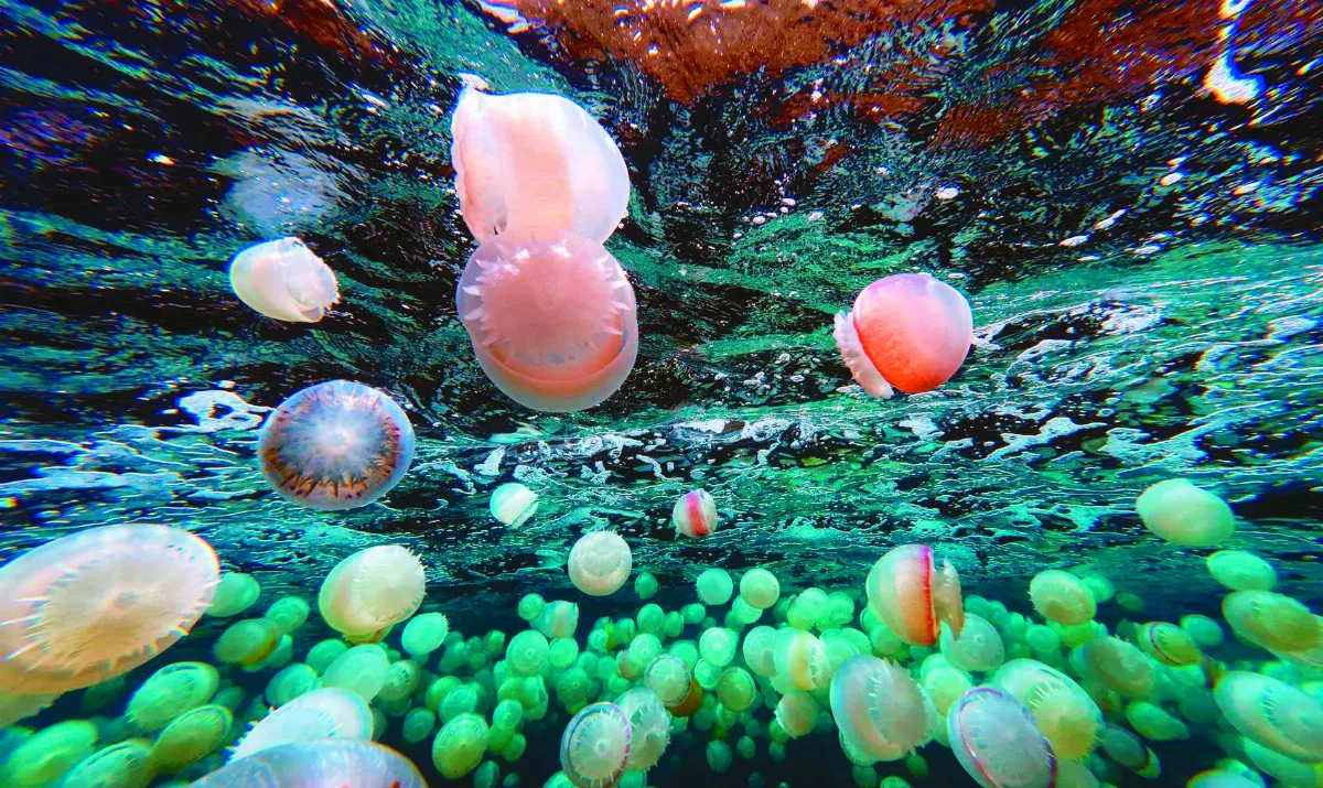 委內瑞拉外海 數百水母漂浮