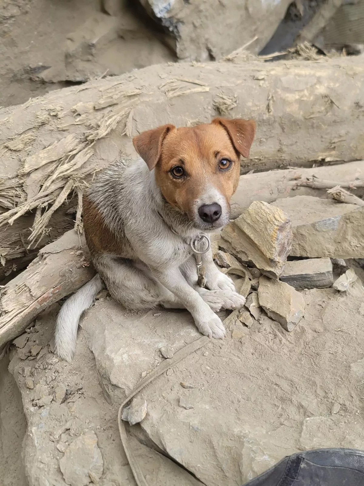 搜救犬Wilson又立大功 砂卡礑游家5具遺體全尋獲 