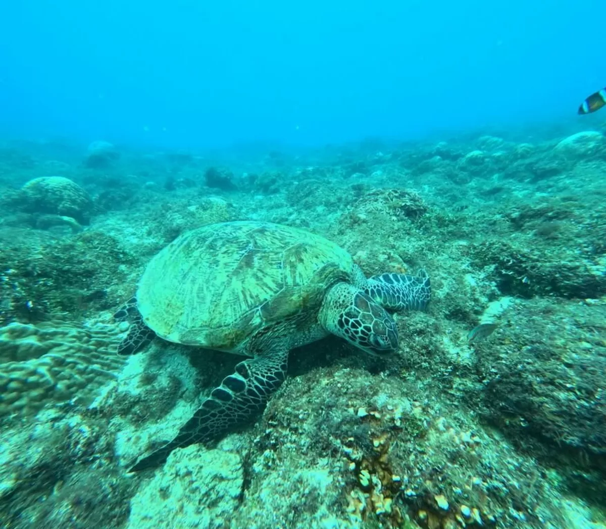 台灣大攜手新創　開發AI海洋辨識資料庫