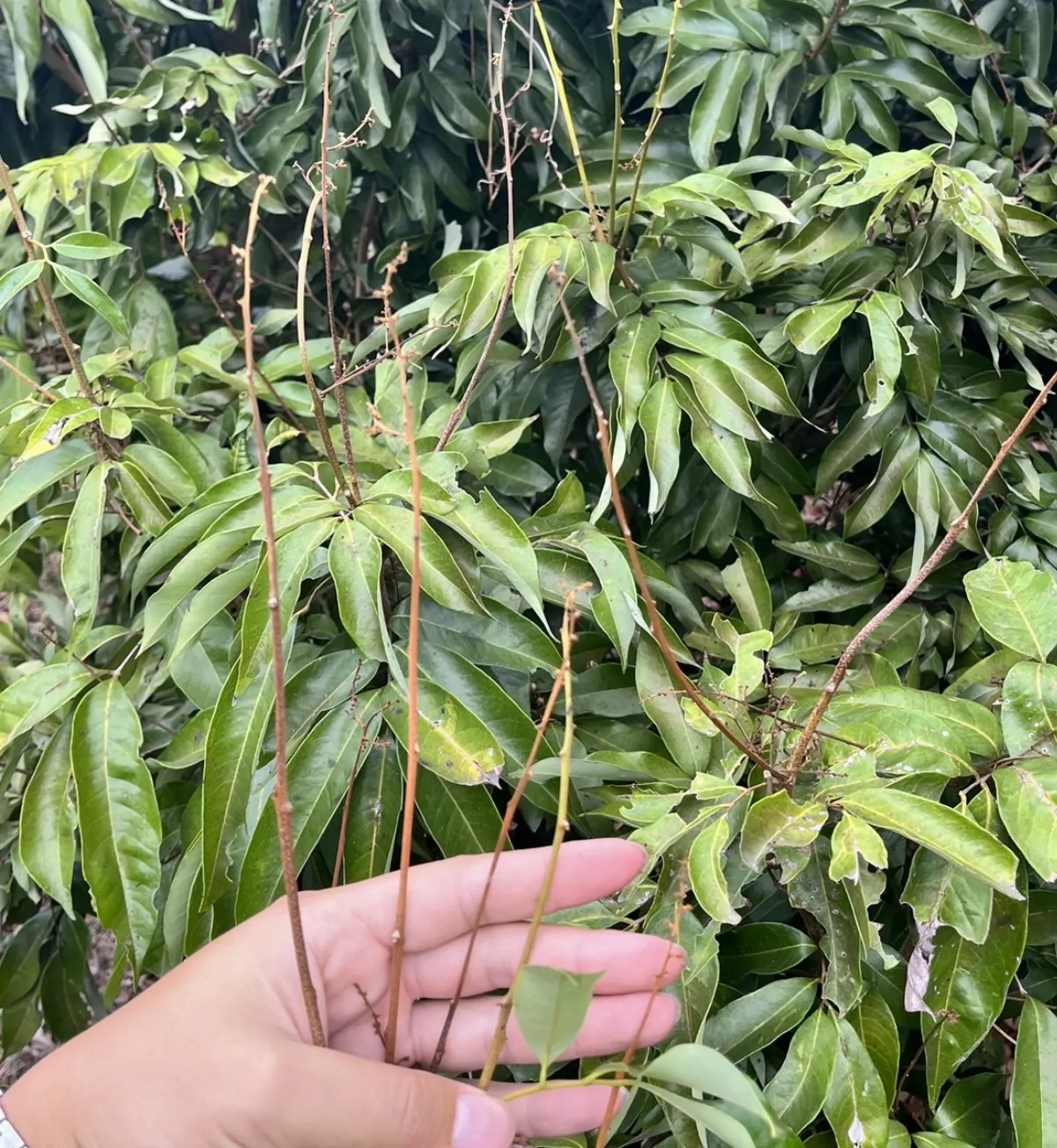 天氣忽冷忽熱　高雄玉荷包著果不及4成
