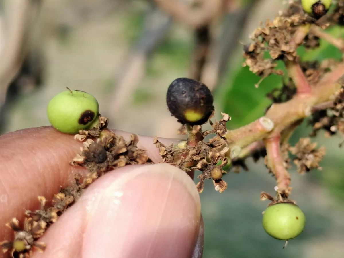 芒果界LV「夏雪芒果」收成少 預估價格飆升