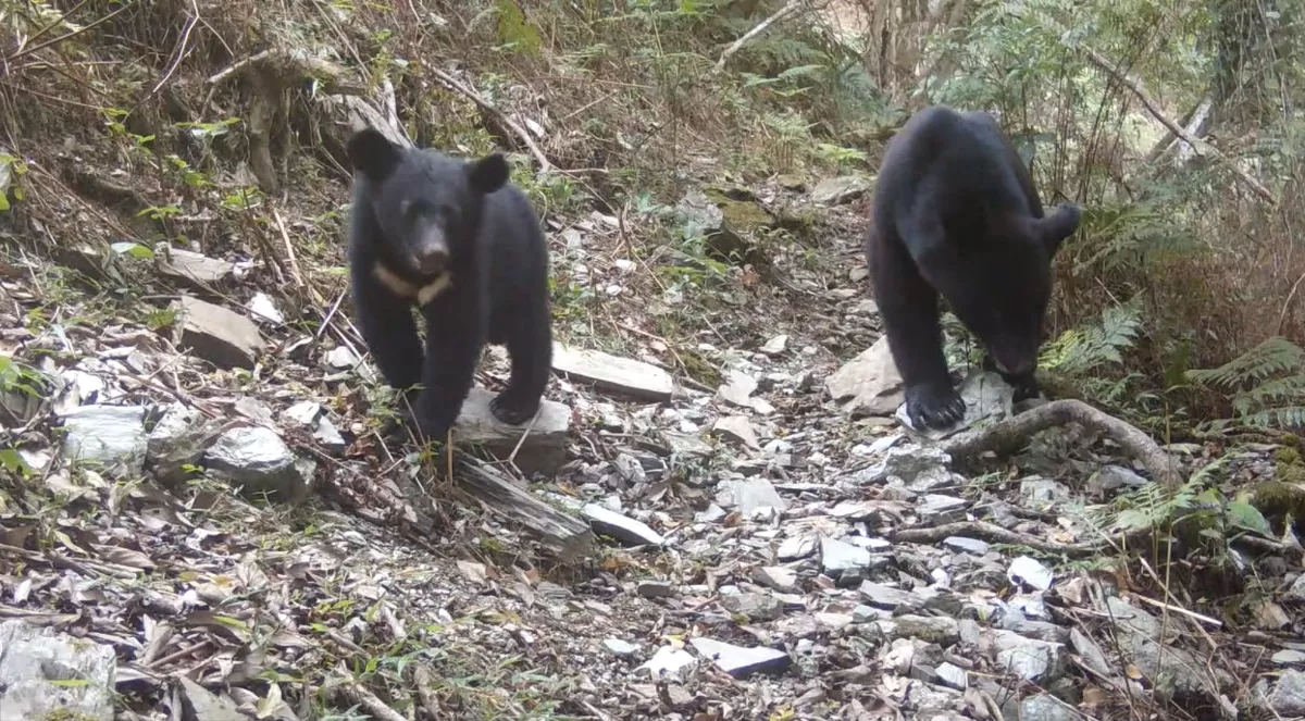 卓溪「熊出沒」  7成部落居民近看過黑熊 