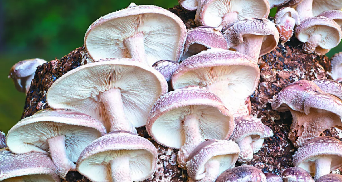 百變磨菇菌絲體 易分解不汙染