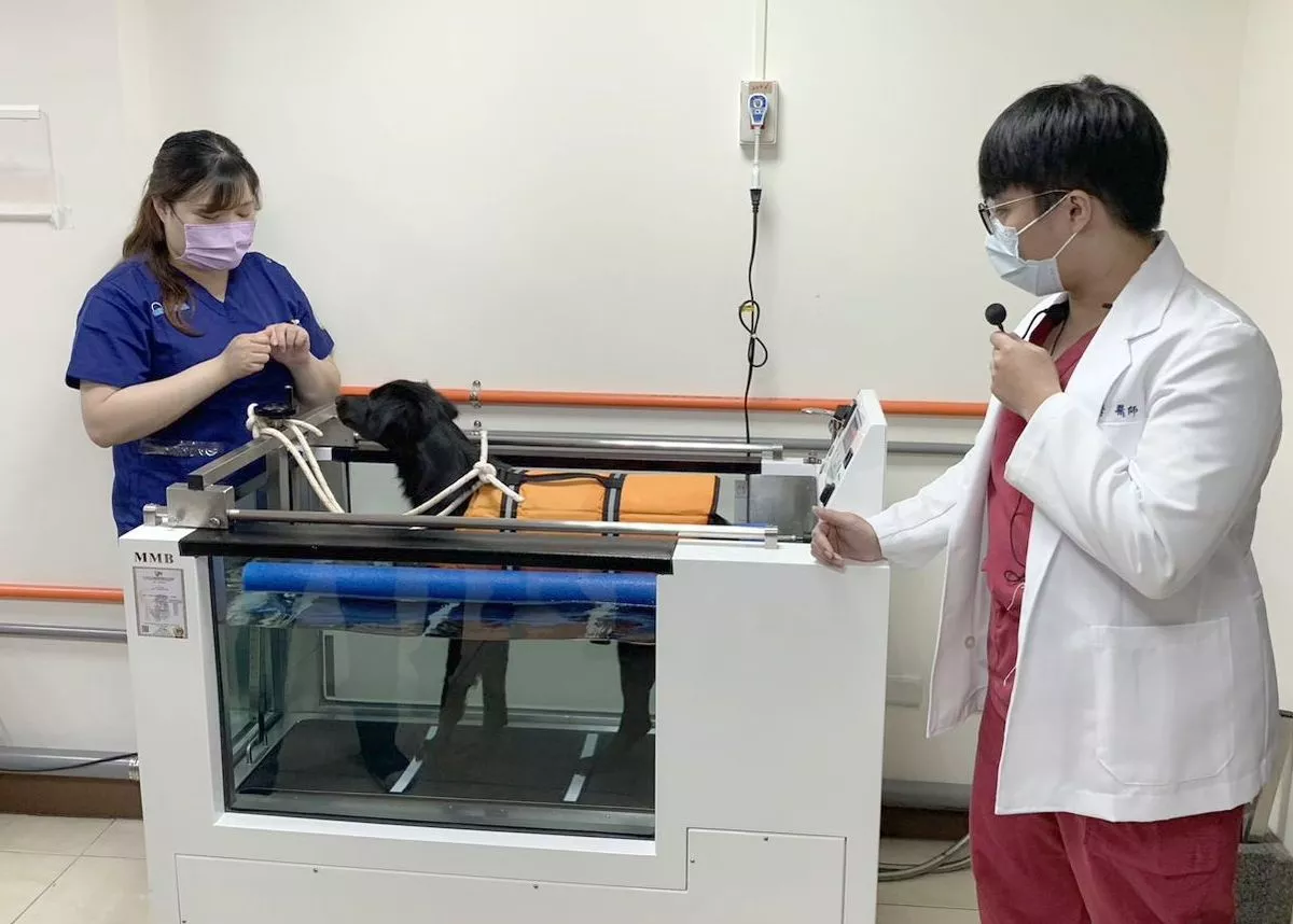 毛小孩登記數高於新生兒 動物醫院家數持續攀升