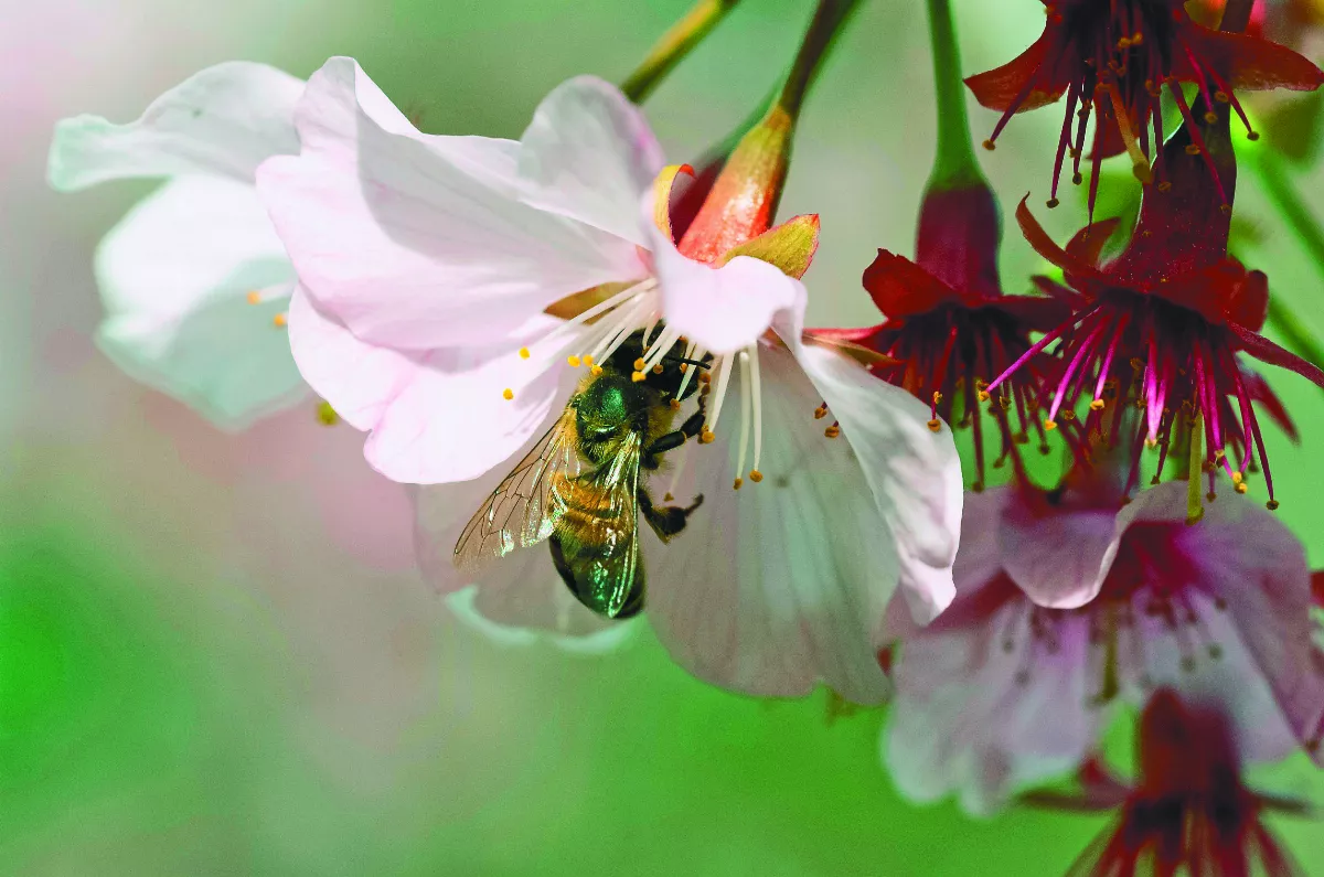 暖化加劇鼠患 威脅南非無人島生態