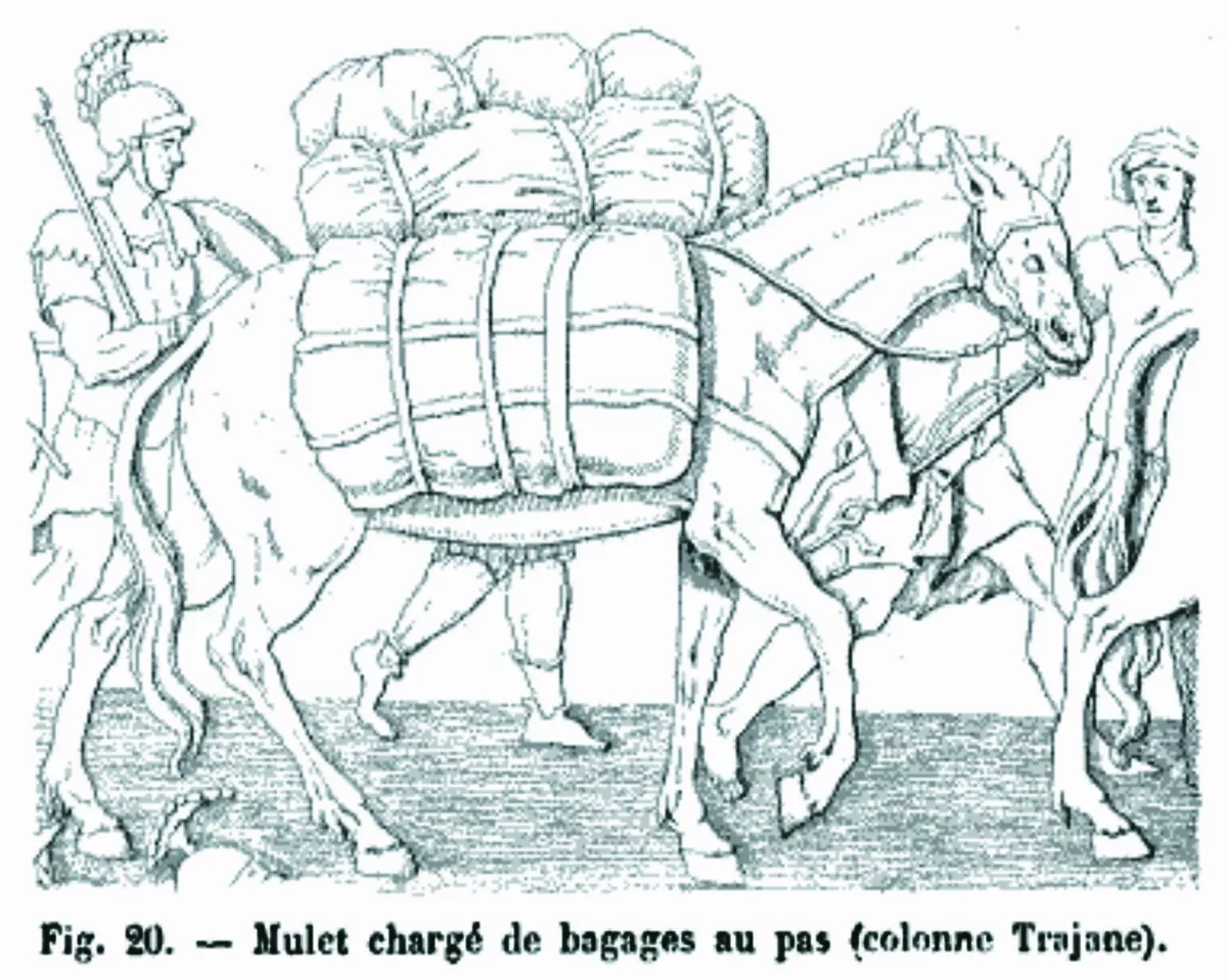 【樹博士系列】 土壤的祕密IV 科普土壤 微生物組