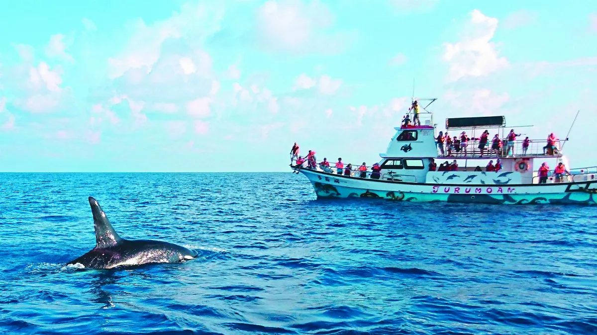 趁著海流 尋鯨趣