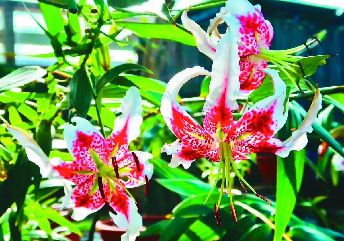 峭壁的精靈  台北植物園復刻綻放 