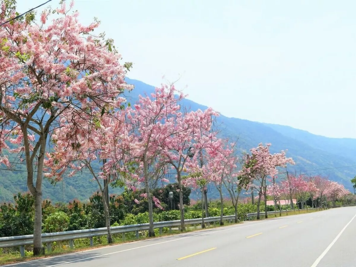 自行車路線認證活動至4月底 茂管處邀騎車、賞花