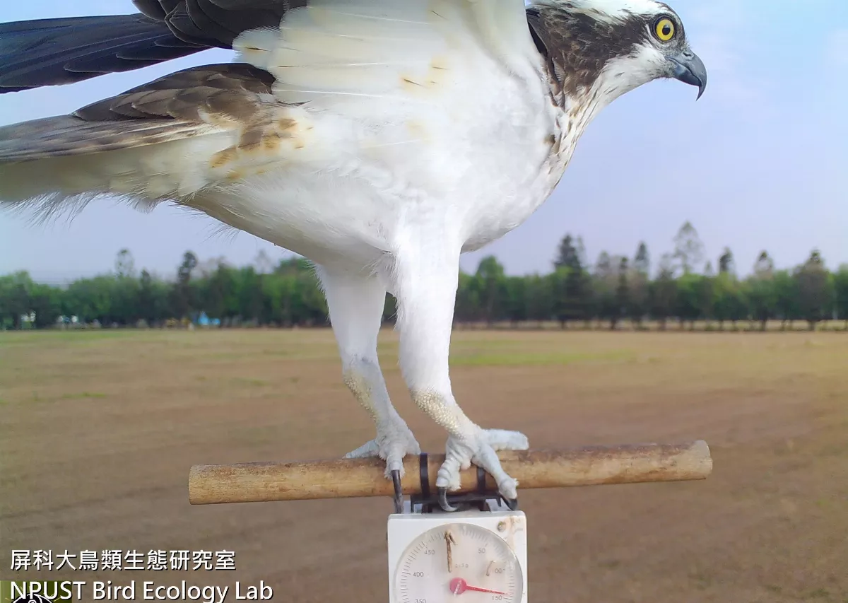 野鳥體重大公開 屏科大棲架增設體重計