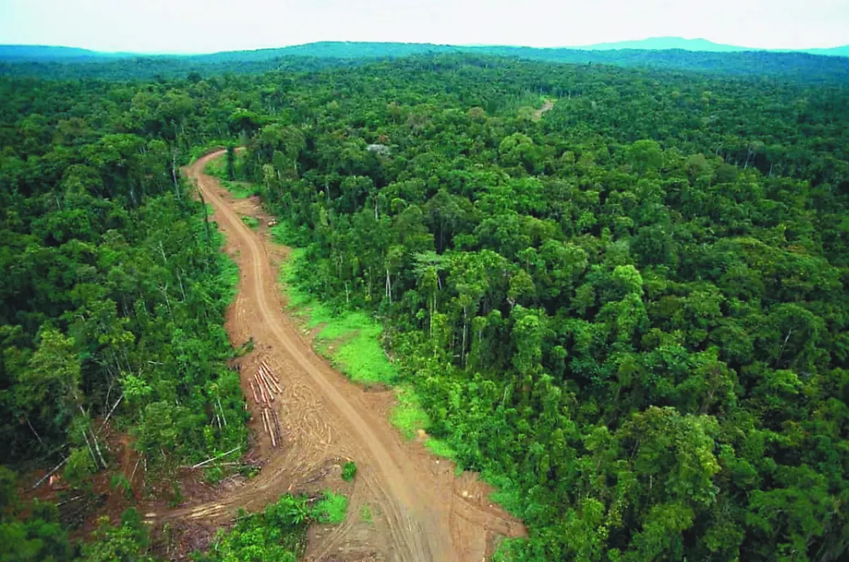 幽靈道路  亞太區雨林最大破壞者
