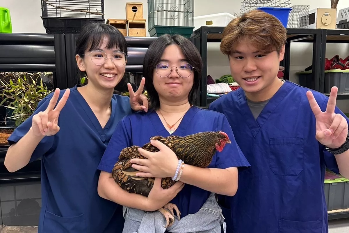 動保系學生赴澳洲實習   幫雞洗澡、趕羊樣樣來