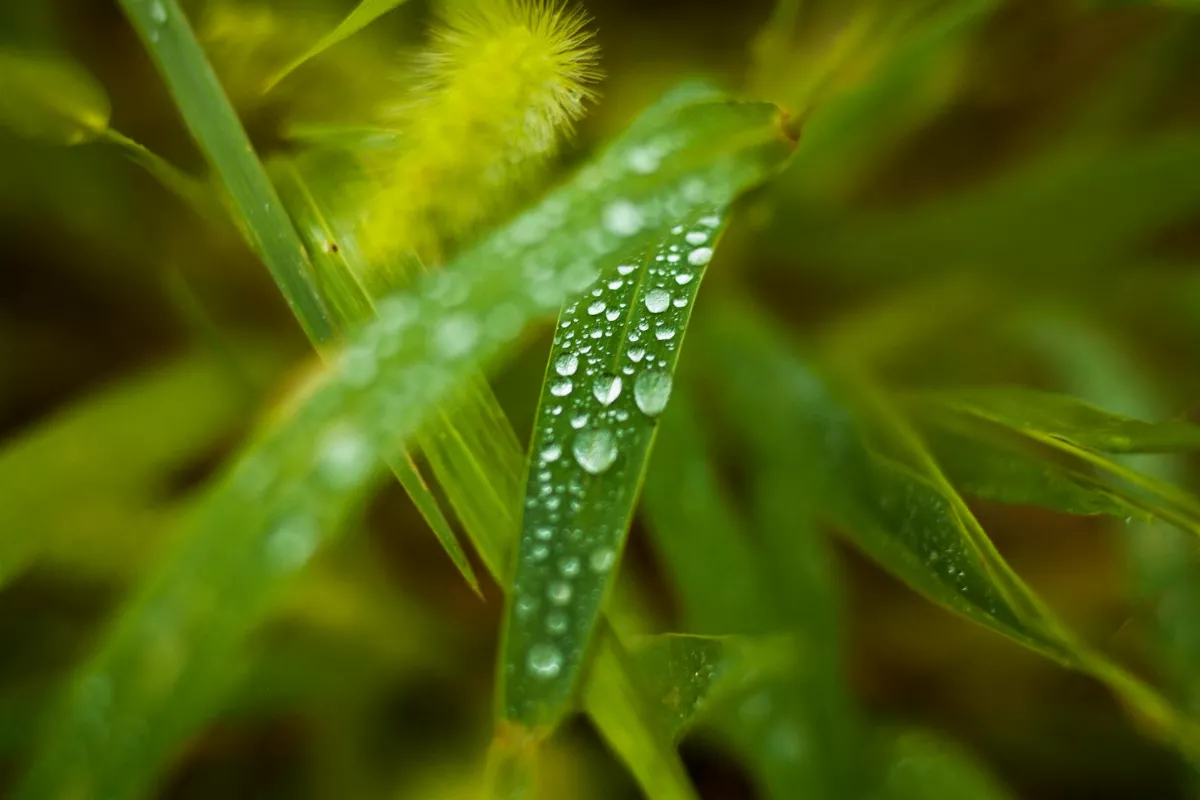 穀雨養生防溼邪 紅豆薏仁湯消水腫