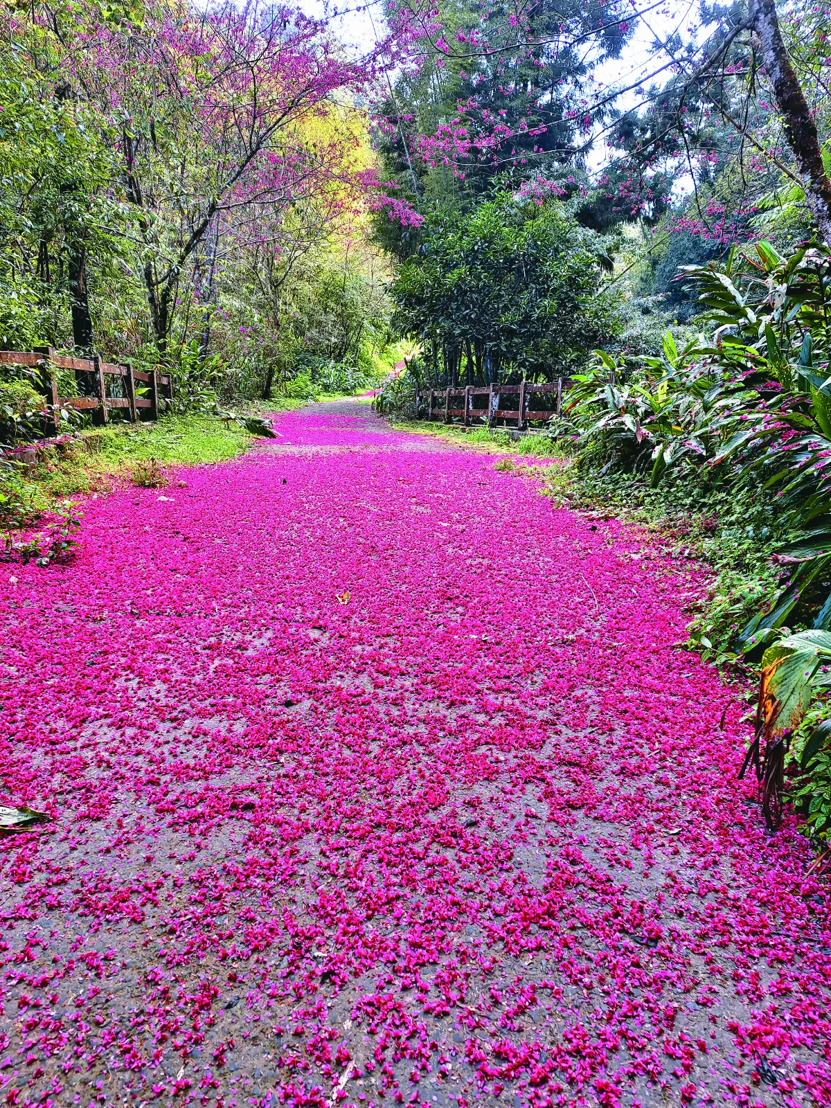 【生活快門】花毯迎賓