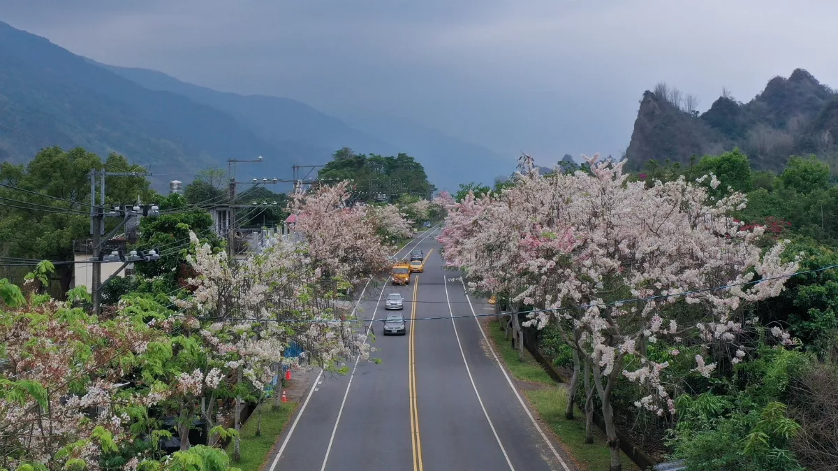 六龜粉紅大道　玩騎繽紛花旗木路線有認證禮