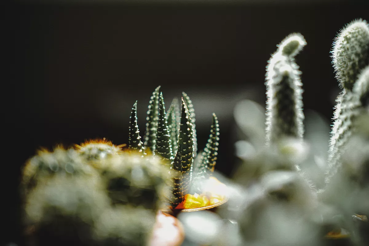 星雲大師：佛教與環保