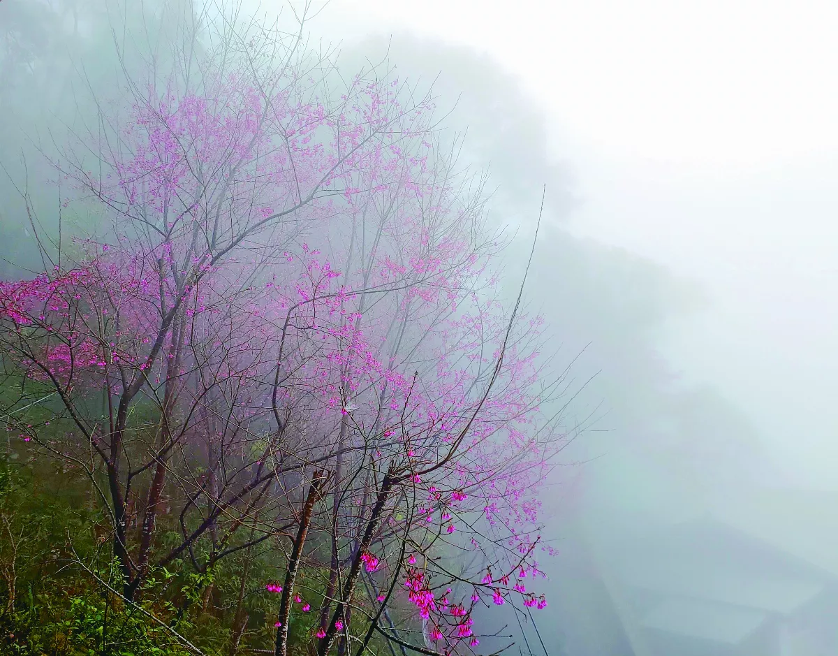 【山村生活】霧來去無聲 