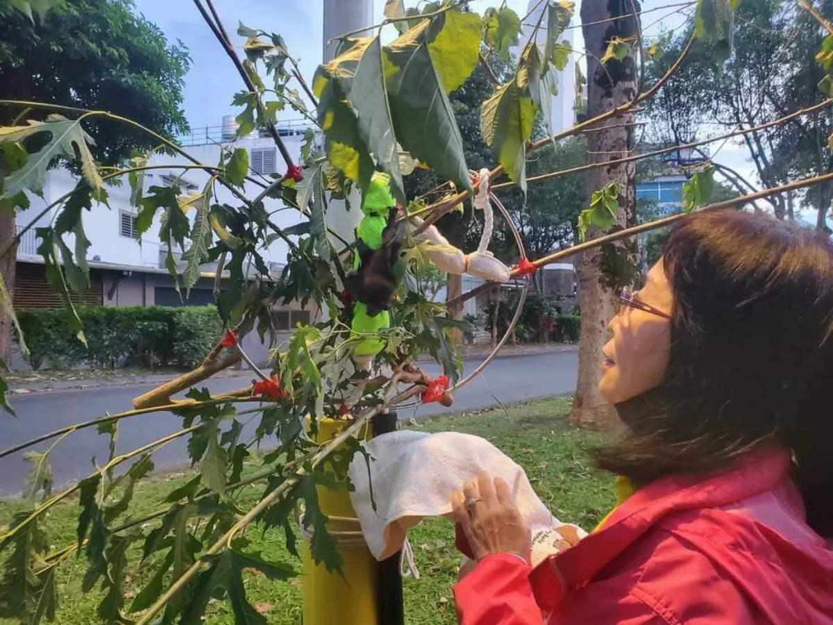 花蓮拾獲台灣狐蝠寶寶 林保署：救援首例助建立流程