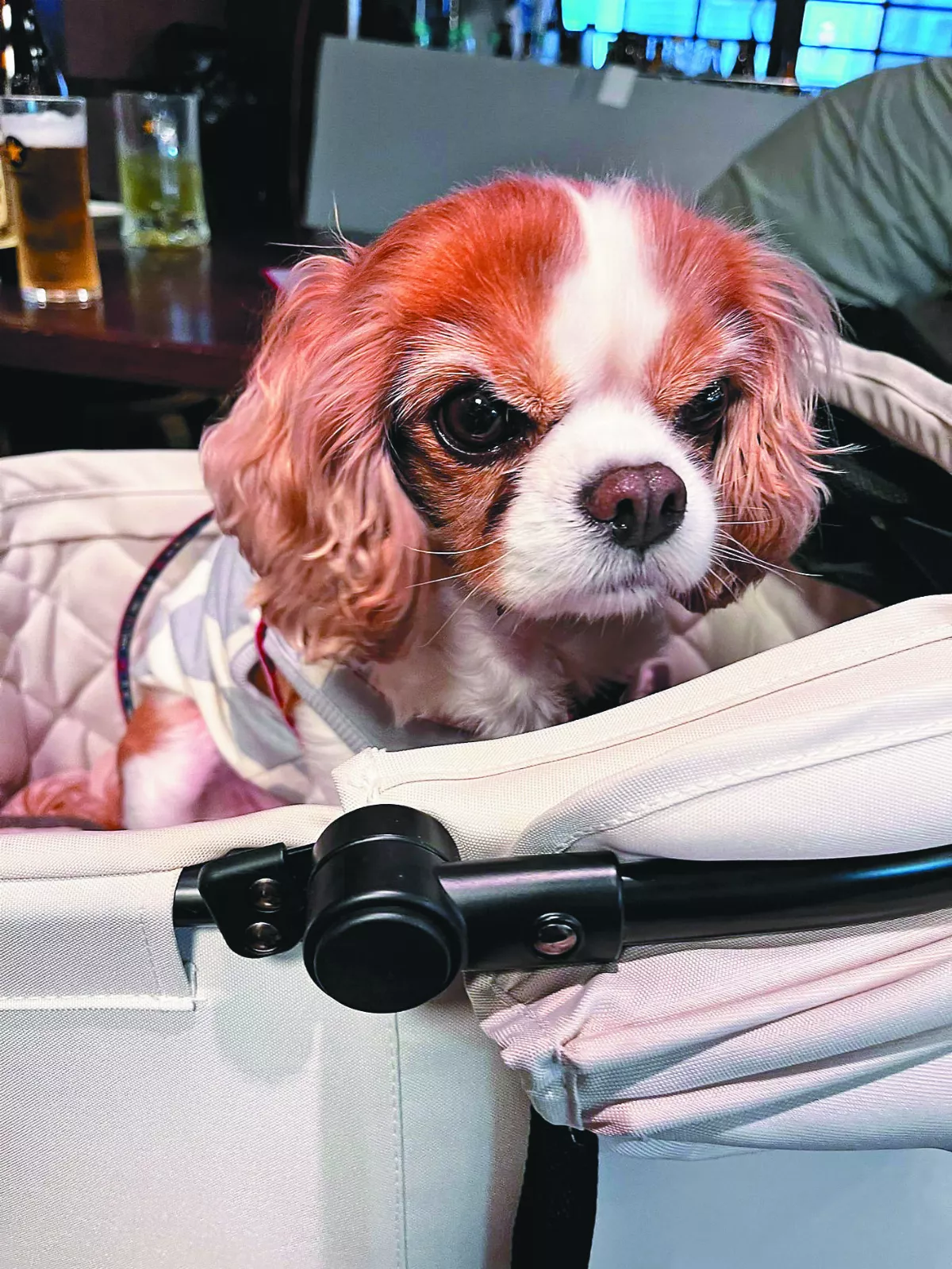 飼主拍愛犬表情 總是在生氣