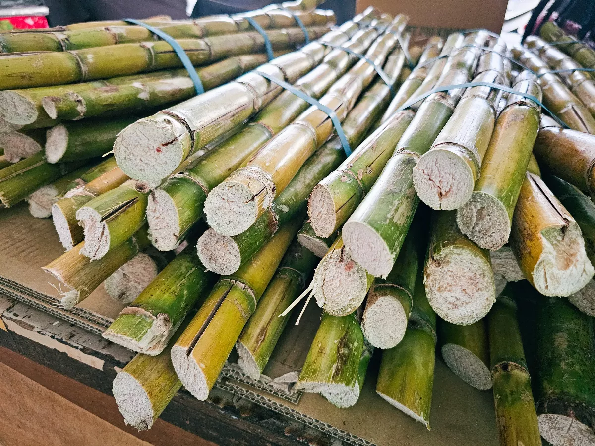 甘蔗香甜營養   還止咳化痰潤喉清熱去燥