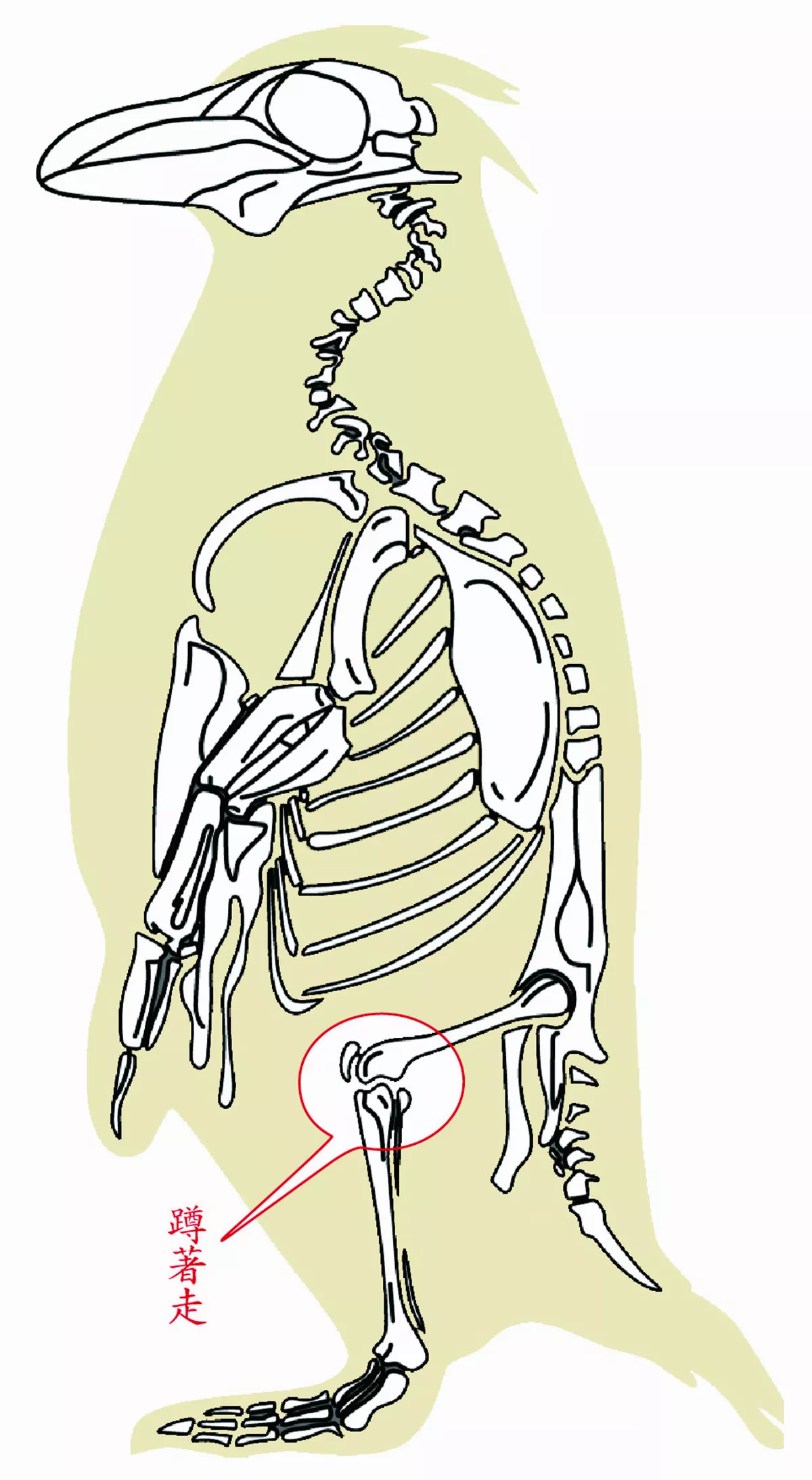 企鵝是長腿歐巴