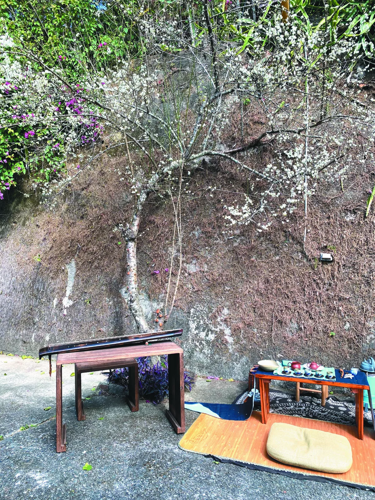 二十四小時賞梅茶席