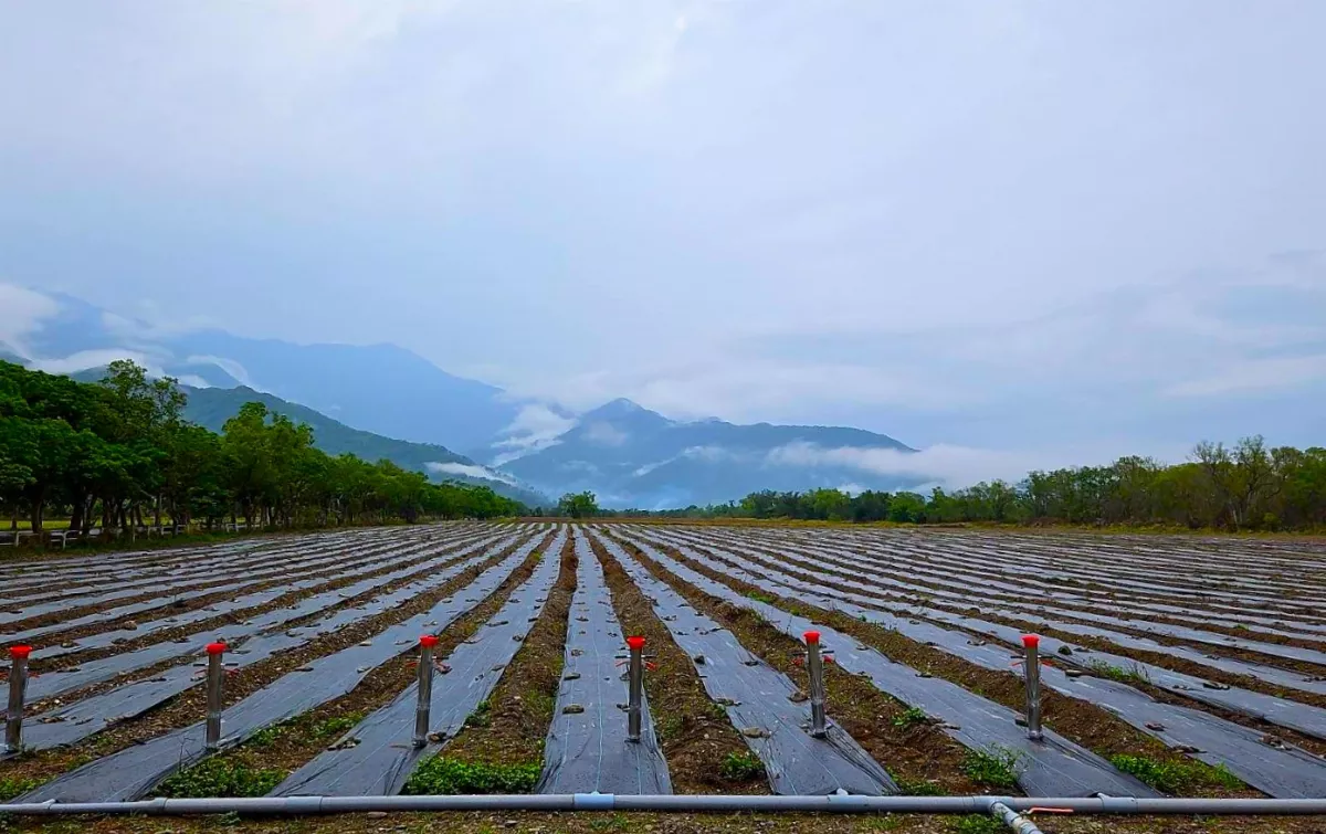 不用去日本富良野   池上闢7.8公頃薰衣草田  