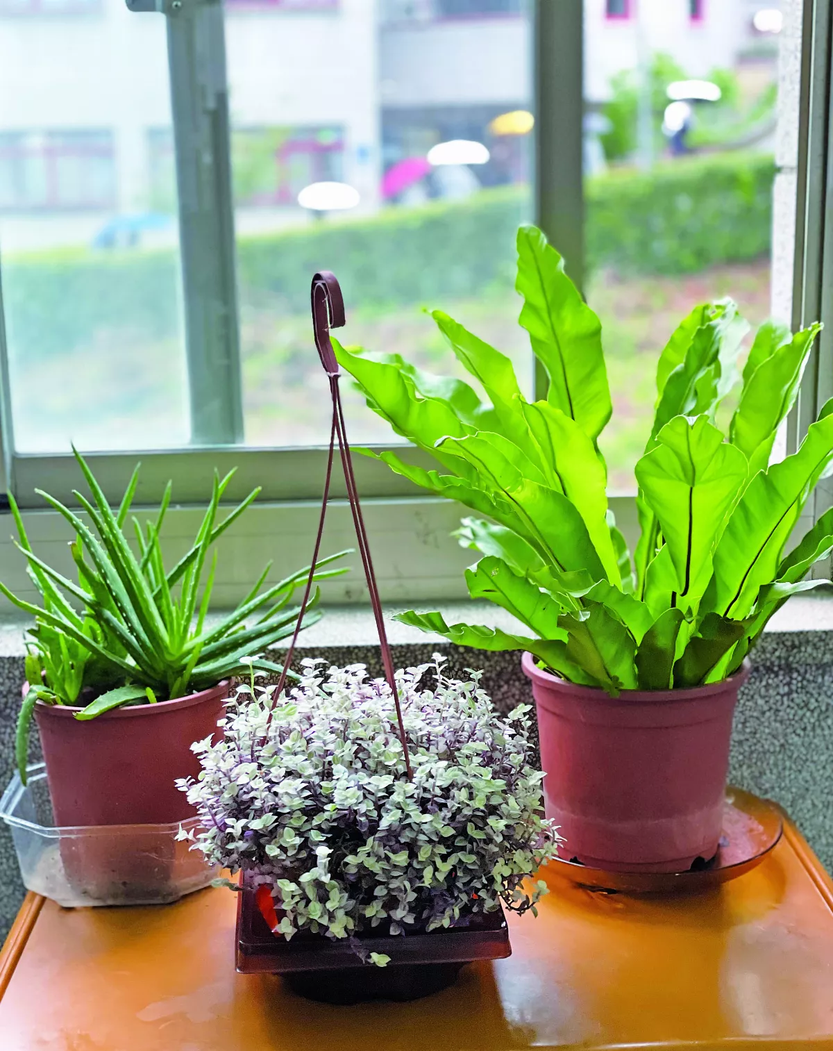 【生活快門】教室植栽   