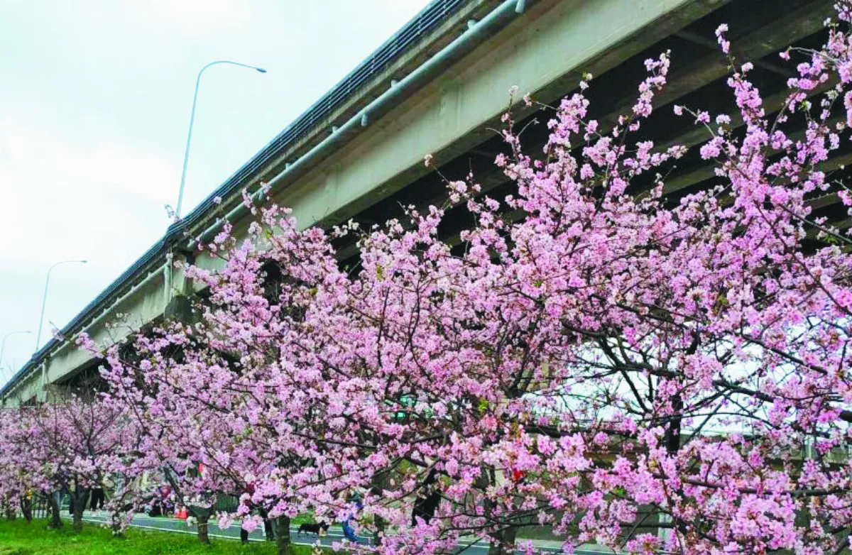 【春暖花開】 櫻花舞春風