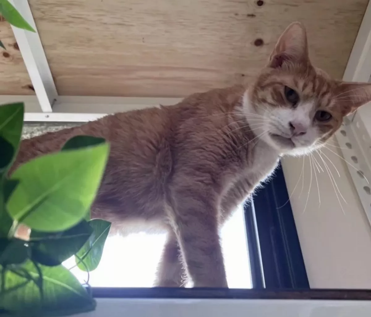 猴硐貓公所4/29揭牌 「銅鑼燒」成最萌首任所長