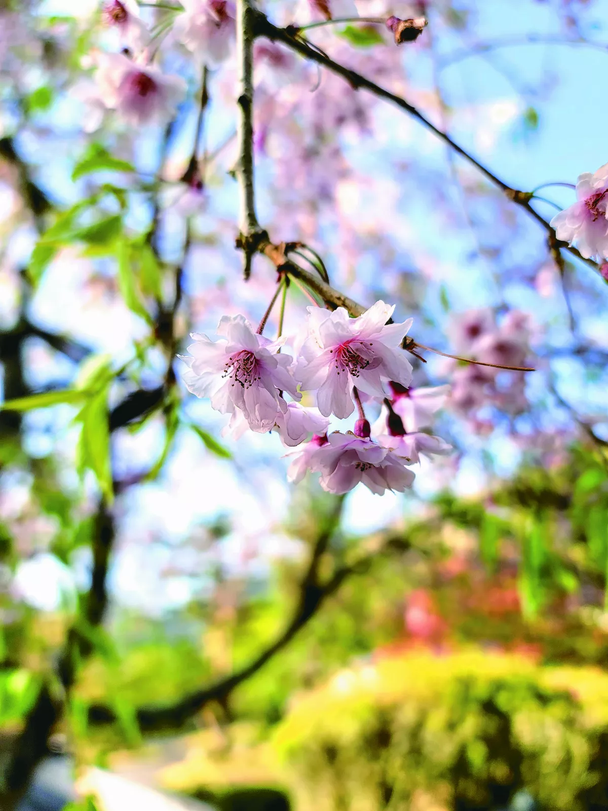【紅塵禪煙】見生機