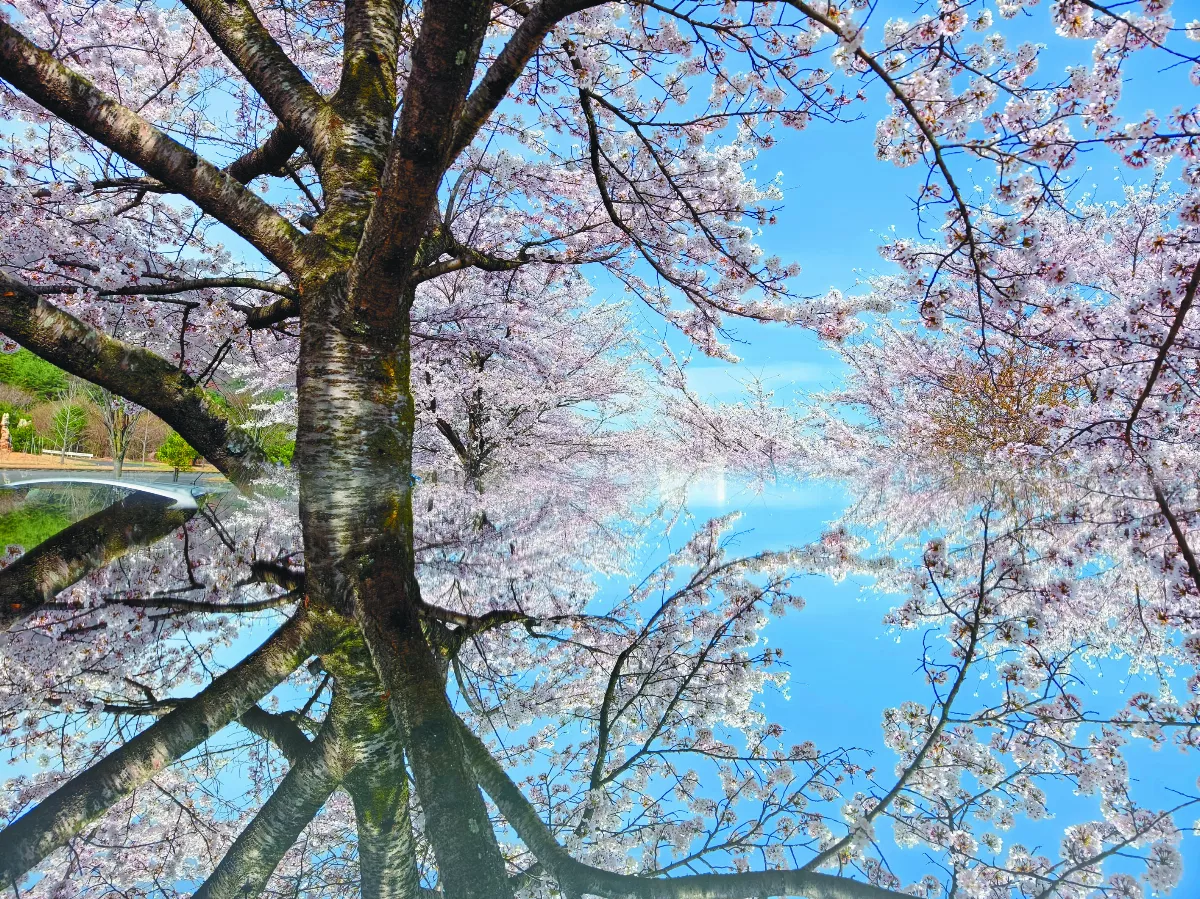 【紀實攝影】 法水櫻花，揭開春序幕