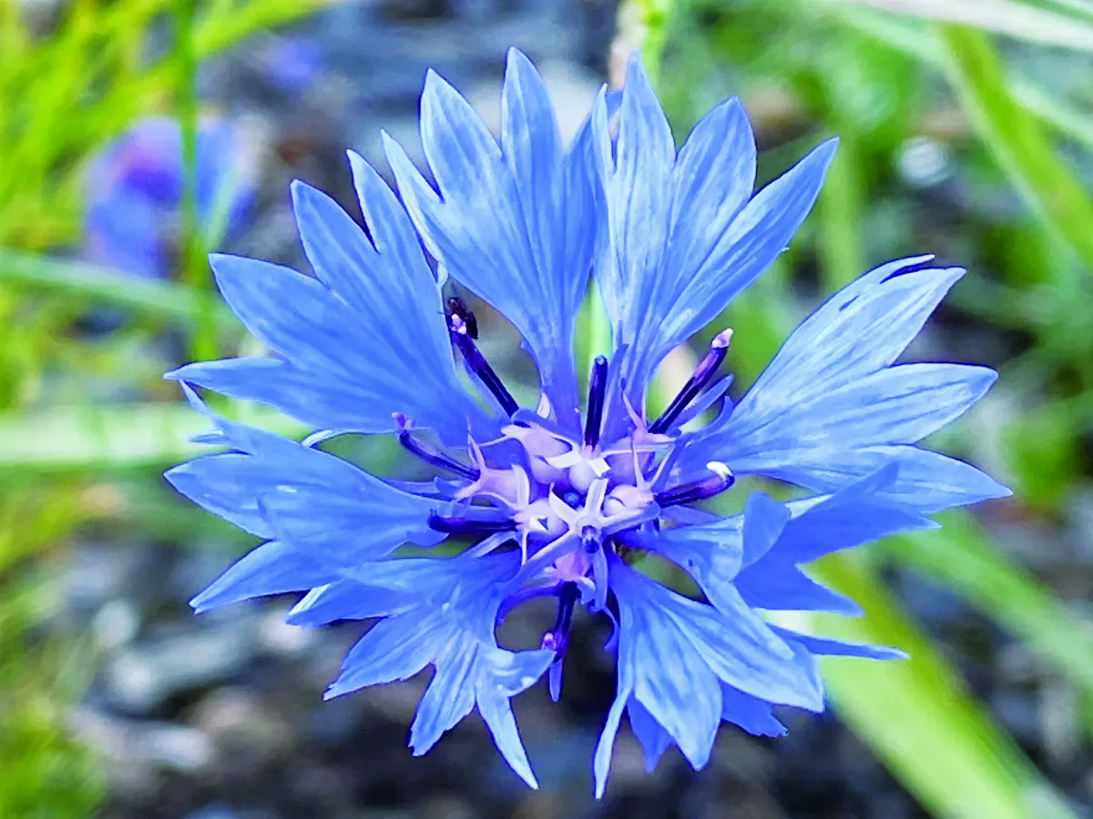 【挪威花間集】 矢車菊 象徵多元