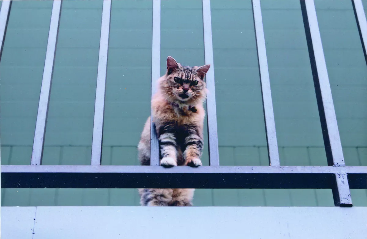 家貓 野貓 命運大不同