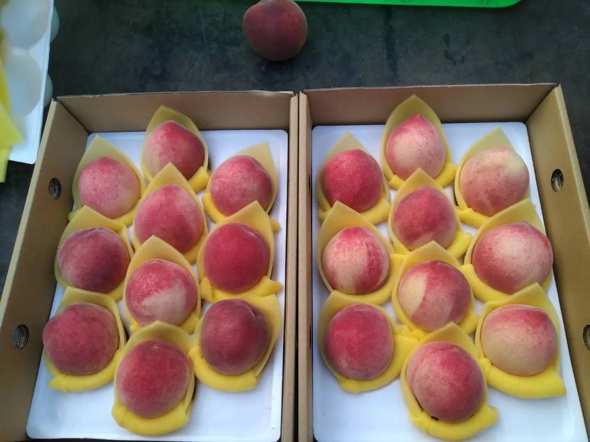 嘗鮮　那瑪夏水蜜桃登場了！
