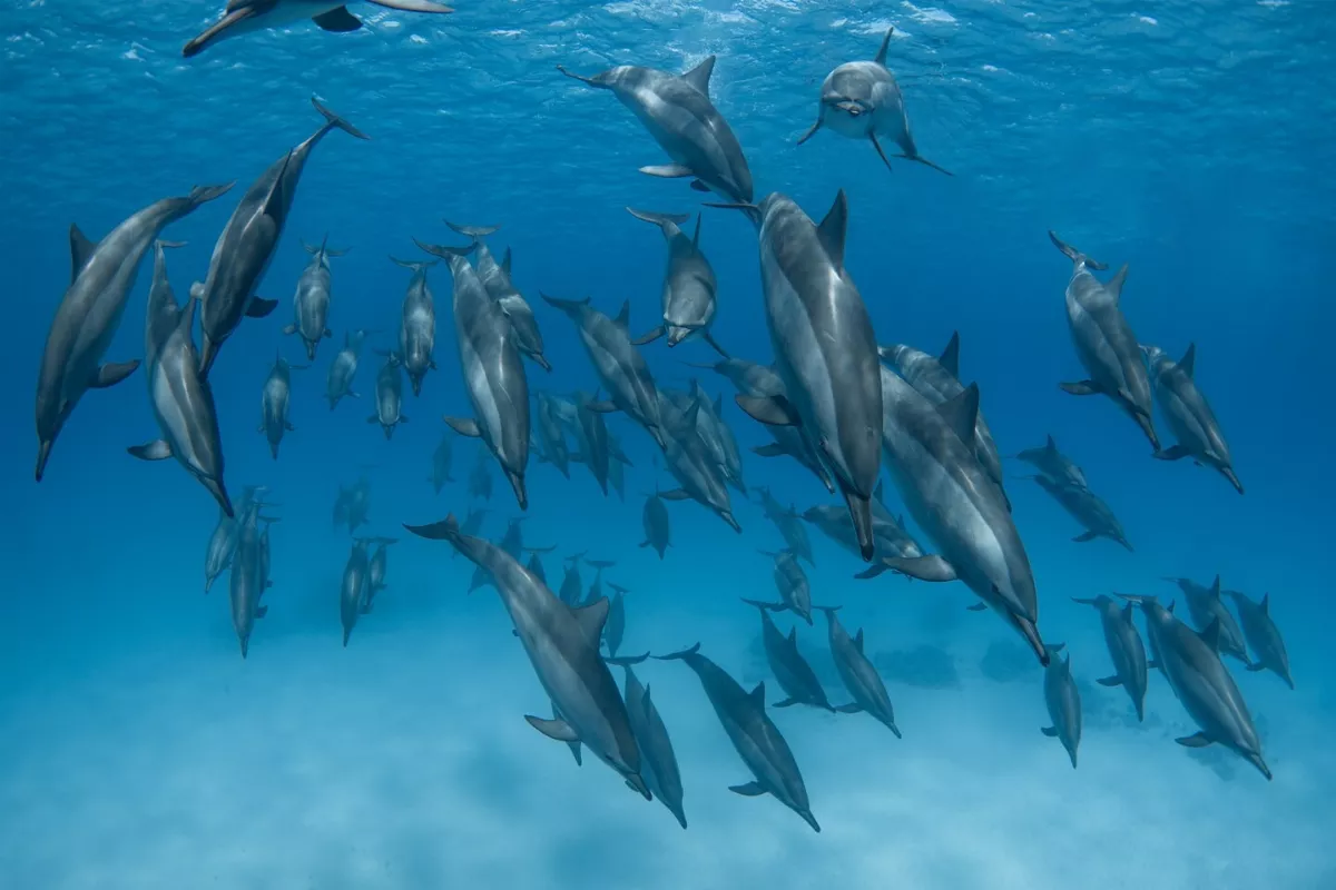 水下攝影賽 拍猴子竟然奪首獎