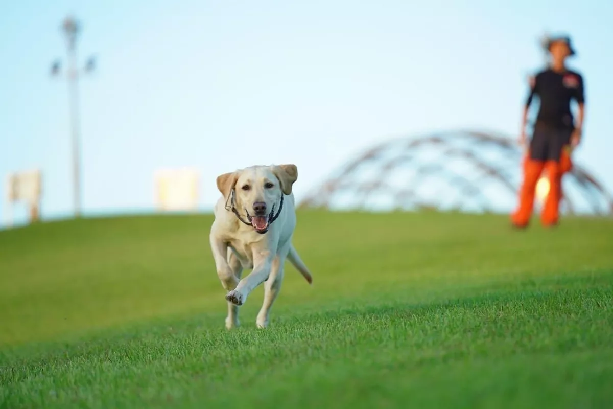 搜救犬「木蘭」病逝   領犬員淚崩感謝此生相遇
