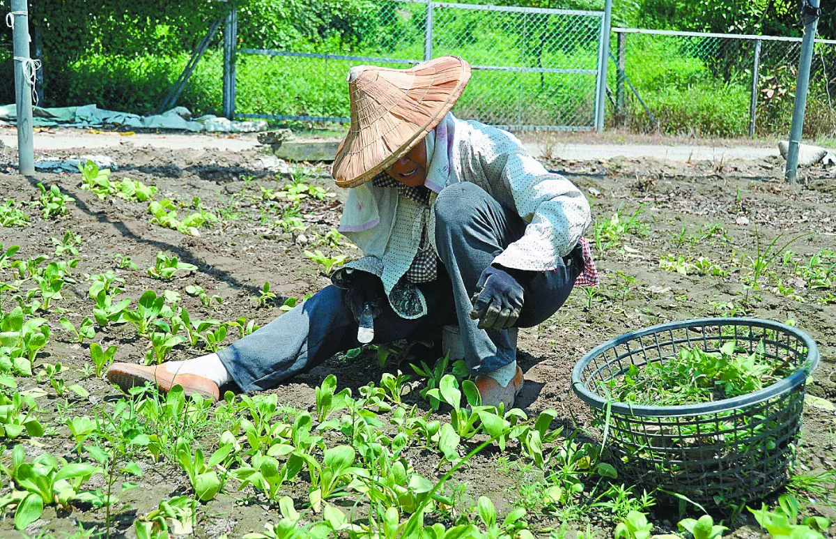 晴雨反覆影響生長 葉菜類批發平均漲約5元