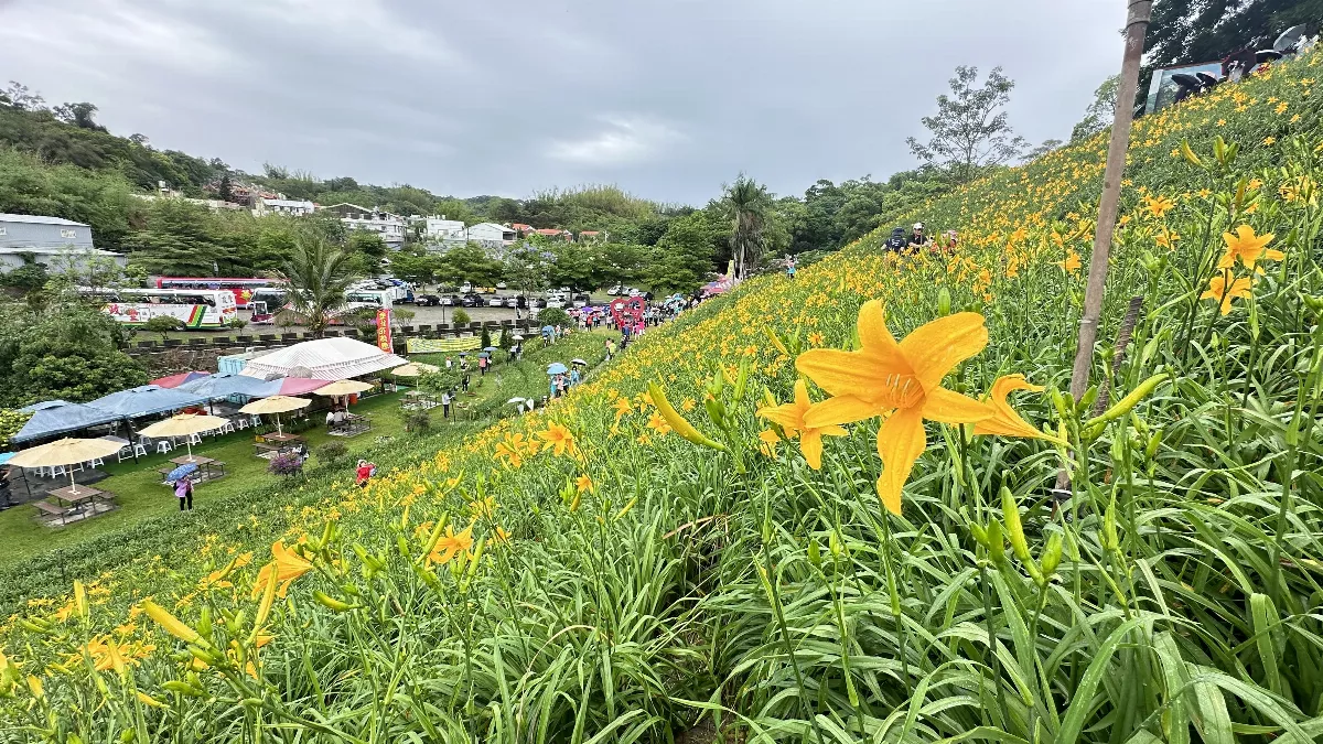 彰化金針花季開幕 逾8萬株花海迎賓