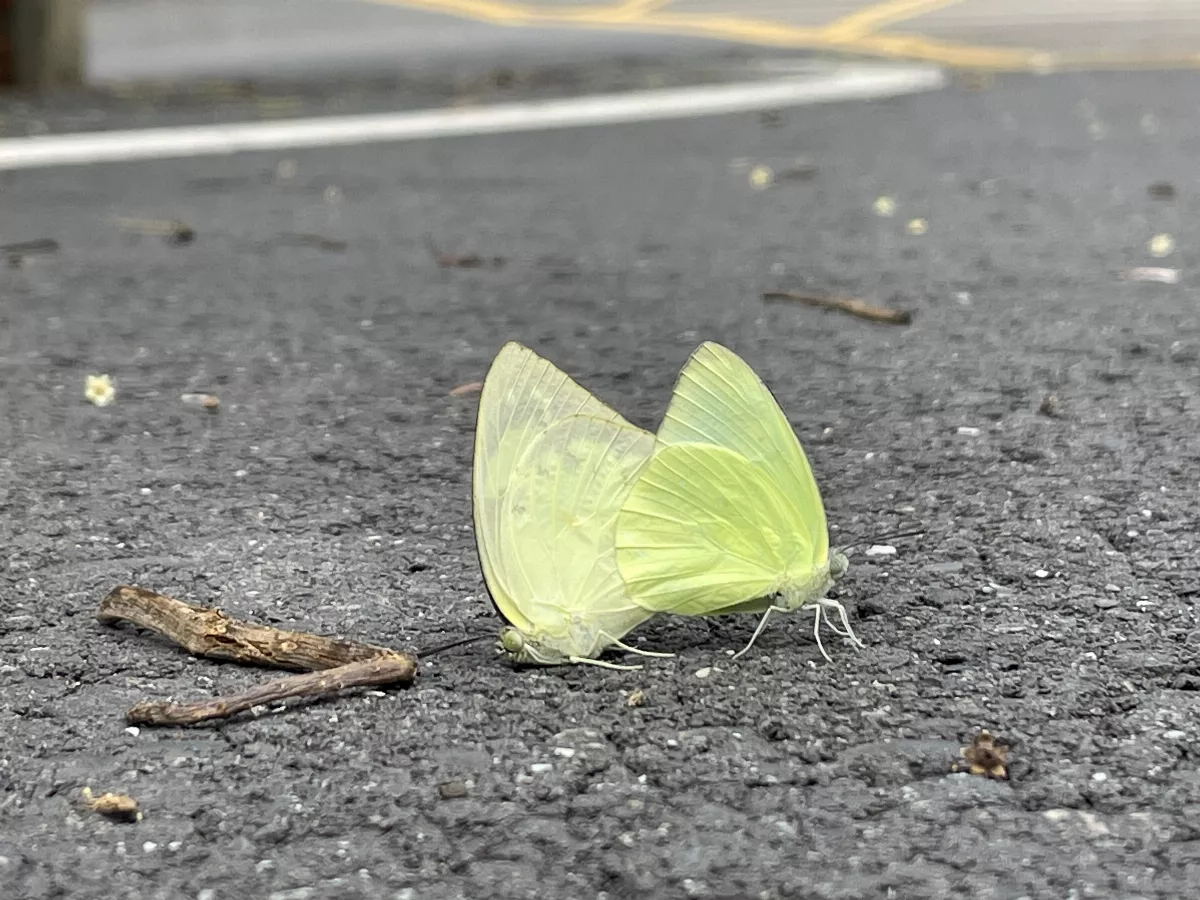 嘉大校園生態豐 遷粉蝶蜂擁飛舞引人佇足