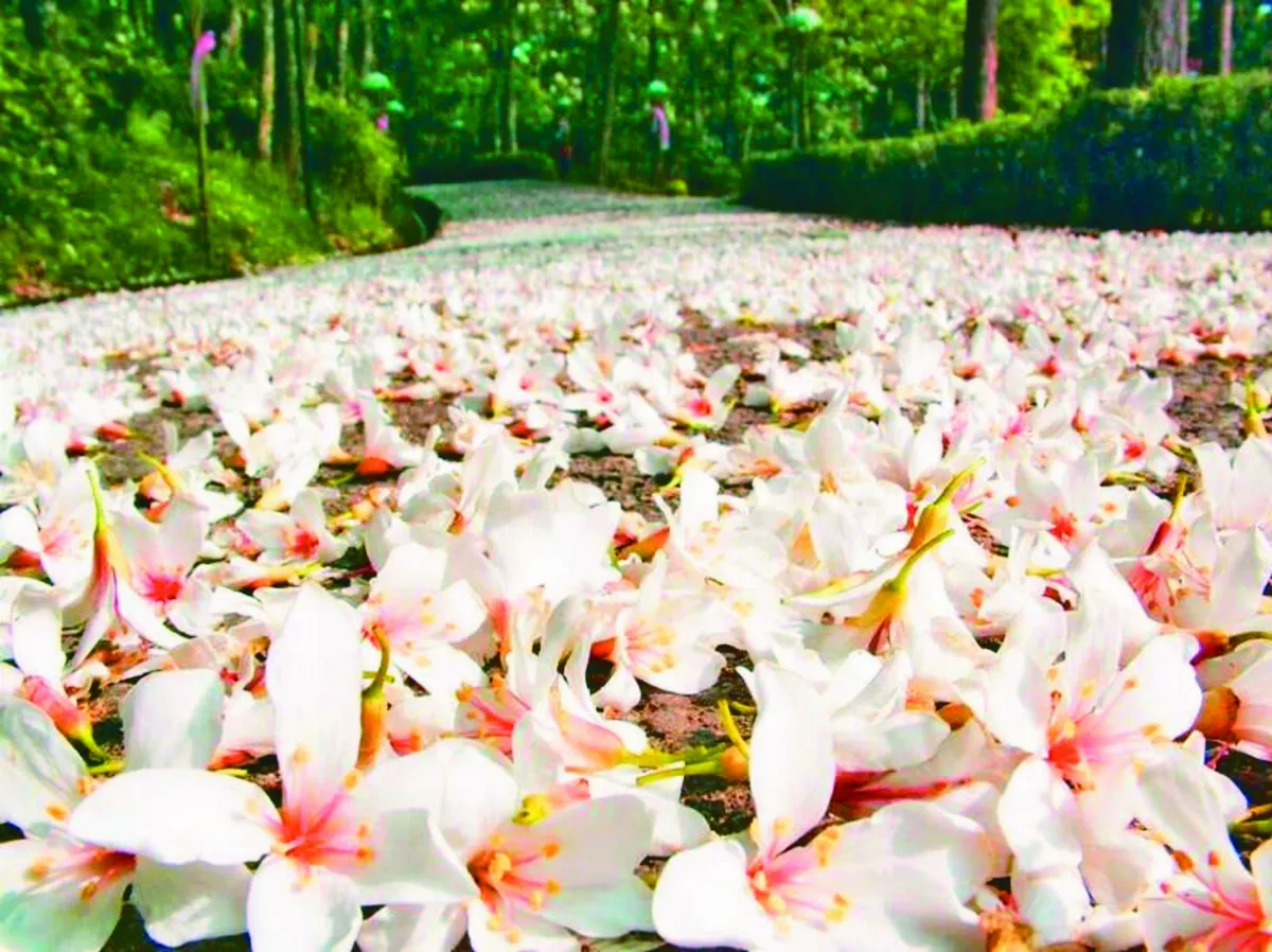 浪漫桐花雨  漫步白雪地毯