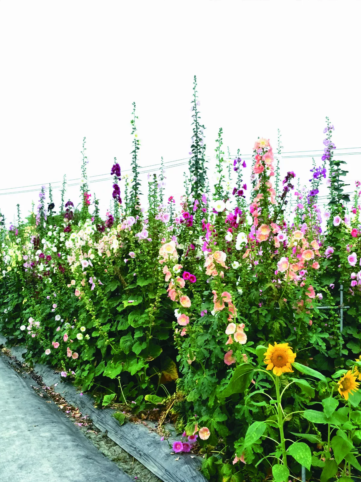 春天的蜀葵花