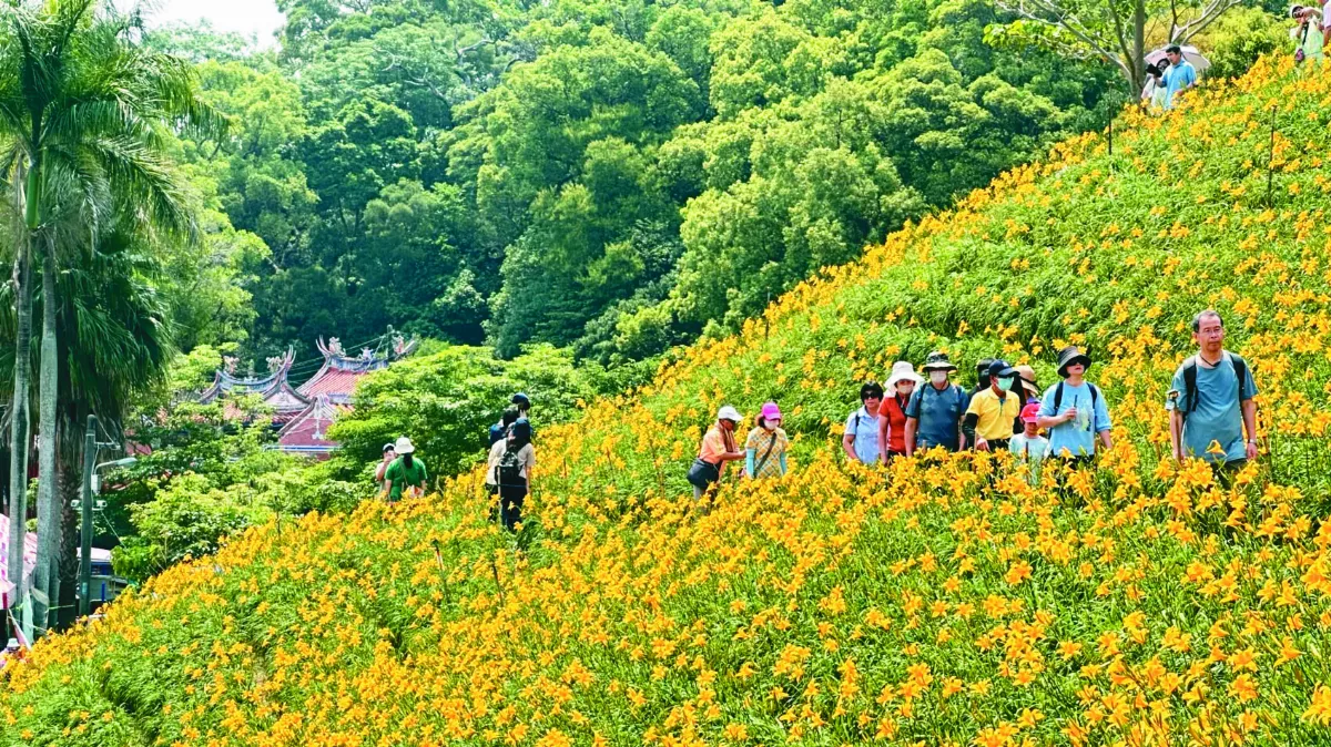 虎山巖 母親花盛開