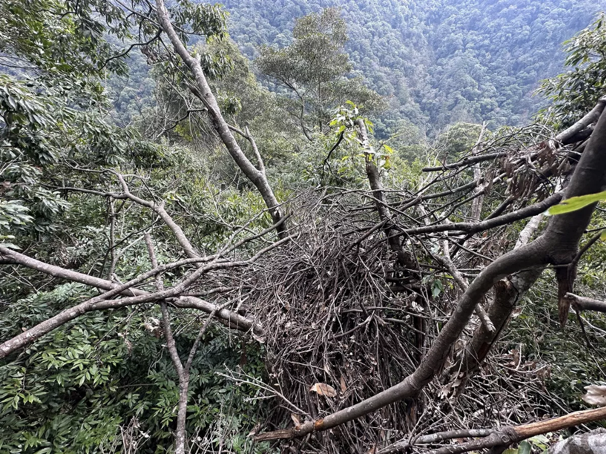 熊在樹上築巢！大雪山驚見4個「台灣黑熊窩」