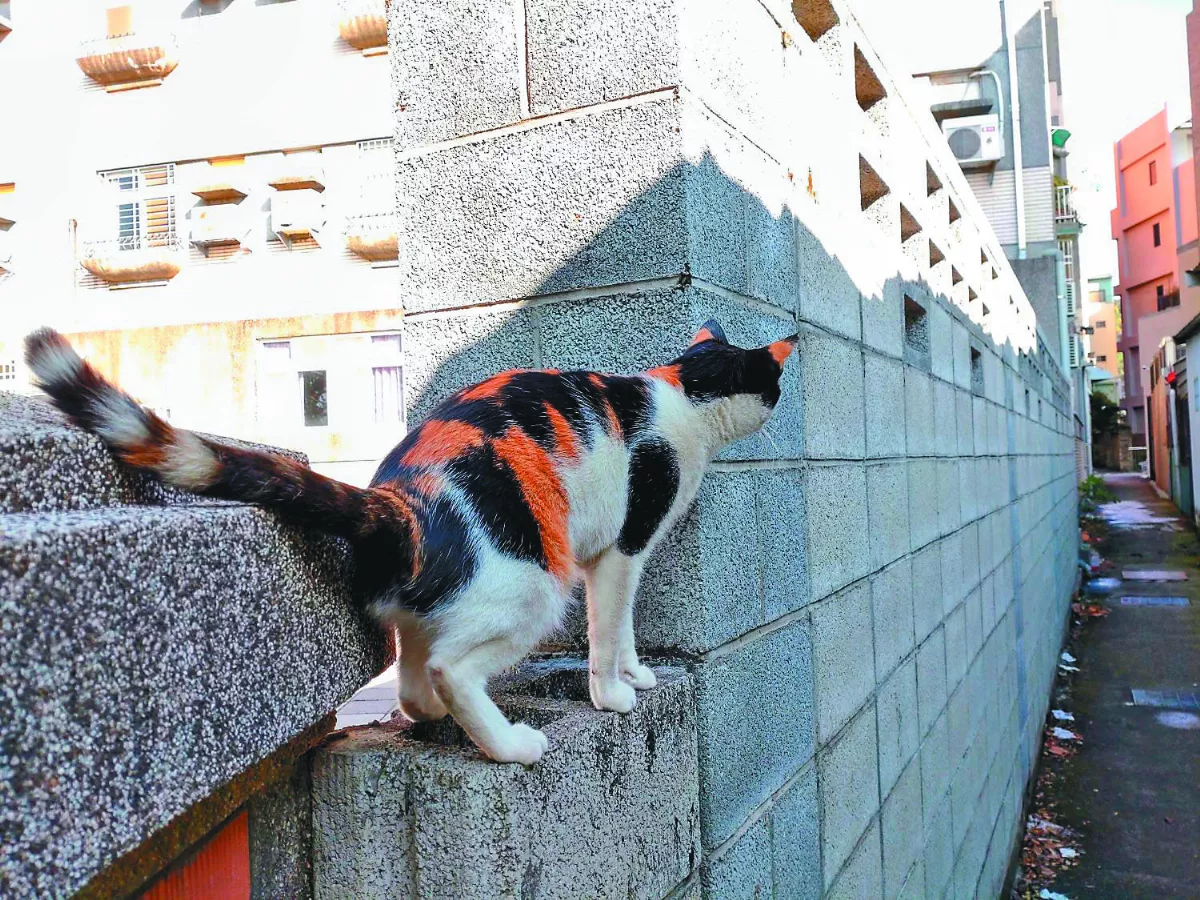 【獻給動物朋友的詩】一隻貓勝過千本書