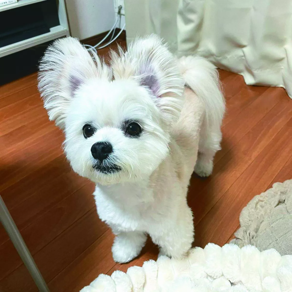 愛犬三角耳 路人誤認喵星人