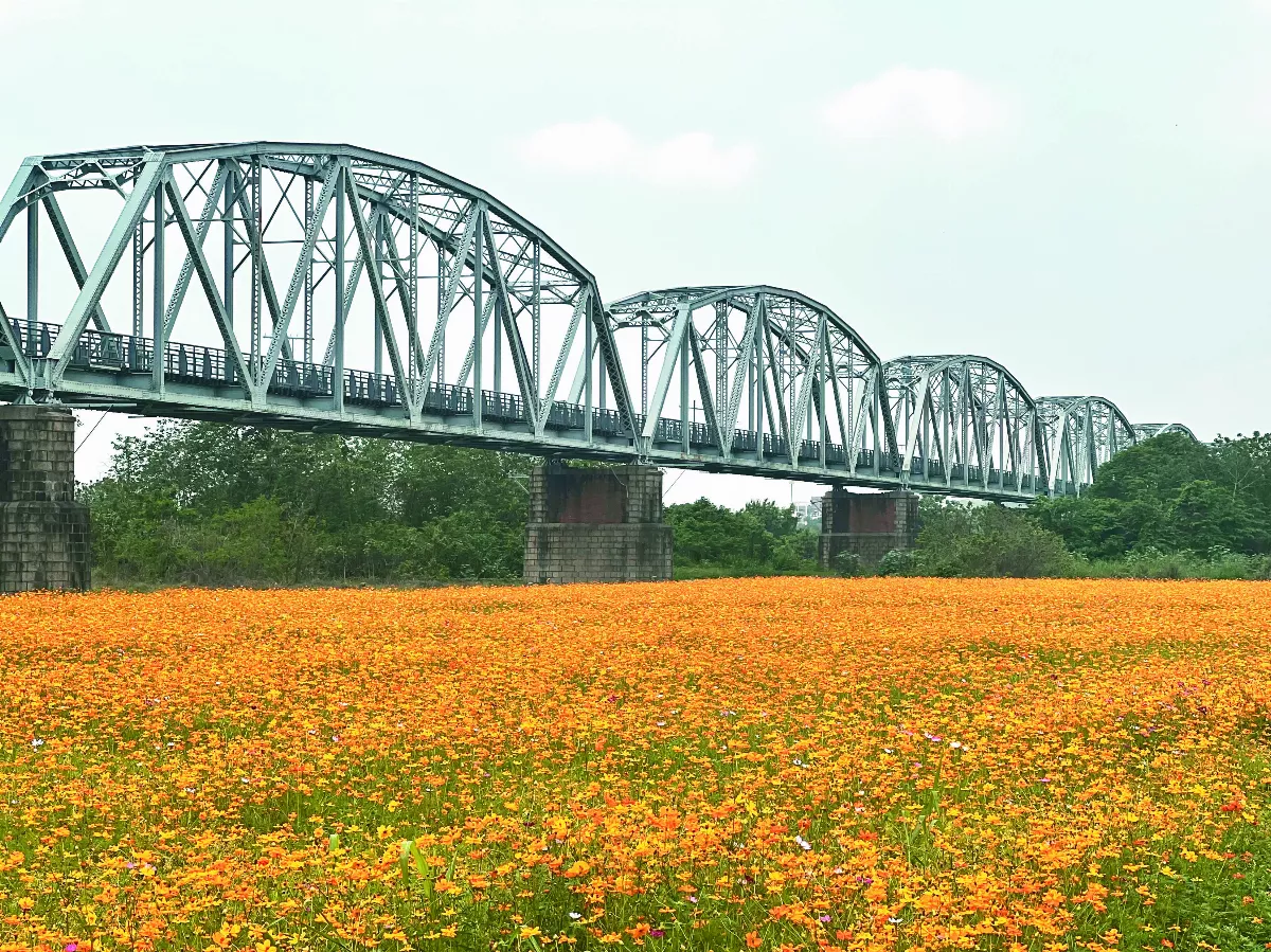 高屏舊鐵橋 花海綻放
