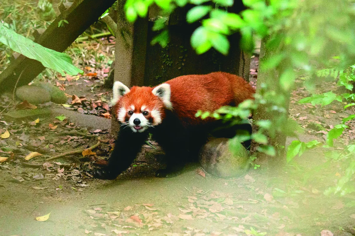 小貓熊未來  6月亮相