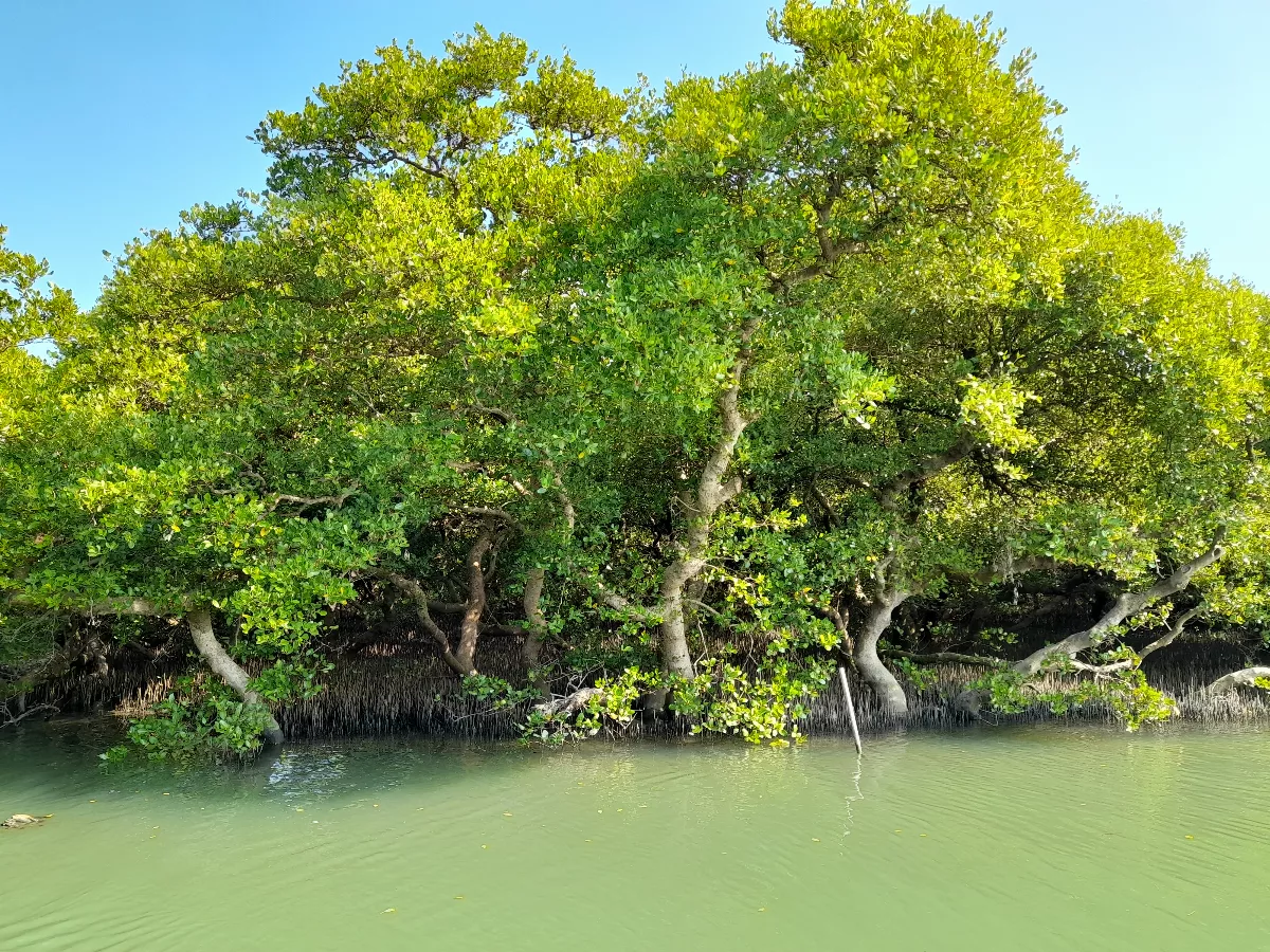 追蹤七股潟湖生態　中山大學聚焦西南海岸監測
