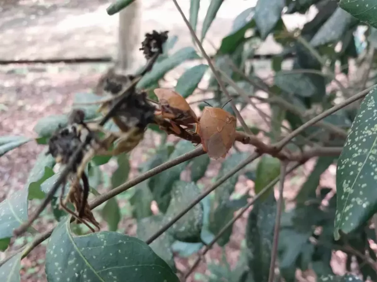 林業署推荔枝椿象入菜 專家提醒：生吃恐出現這症狀